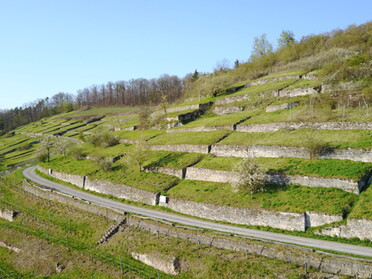 Historische Weinlandschaft "Geigersberg" in Ochsenbach 