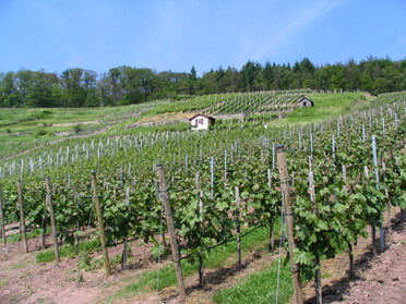 Historische Weinlandschaft "Geigersberg" in Ochsenbach 