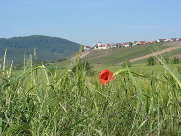 Mohn vor Hohenhaslach