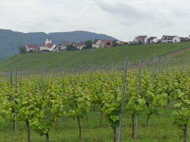 Blick auf den "Kirchberg" Hohenhaslach