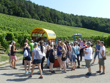 	Planwagenfahrt in den Weinbergen mit Weingut Weiberle